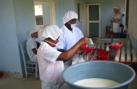 Campagne régionale de défense et de promotion du lait local : Protection de la filière locale et amélioration des revenus des petits producteurs