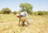 Productions agricoles à Tahoua : Quand l’arachide redevient une culture de rente