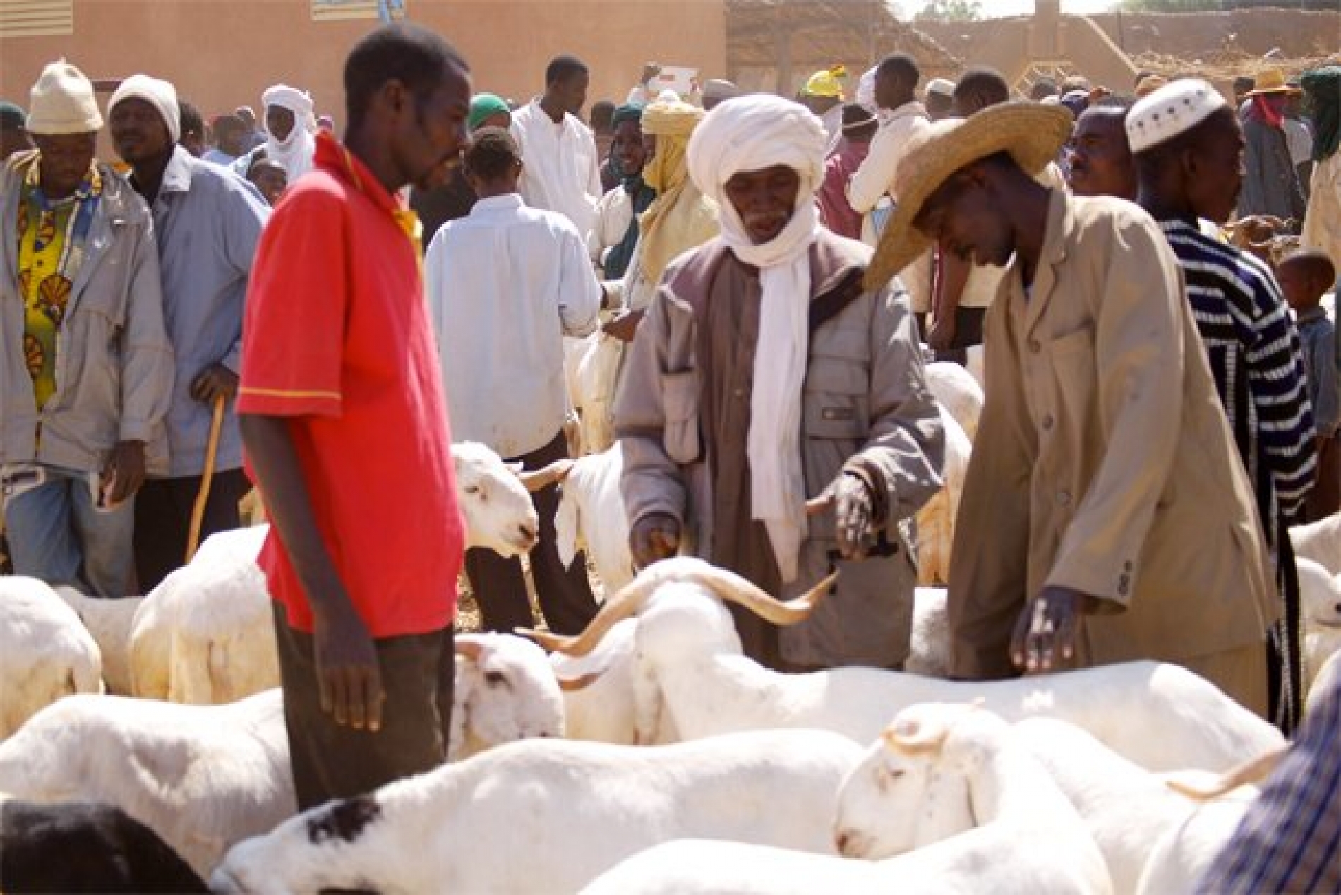 Préparatifs de la fête de tabaski à Niamey : le marché des moutons Toujours la hausse des prix !