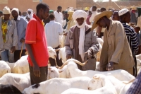 Pr&eacute;paratifs de la f&ecirc;te de tabaski &agrave; Niamey : le march&eacute; des moutons Toujours la hausse des prix !