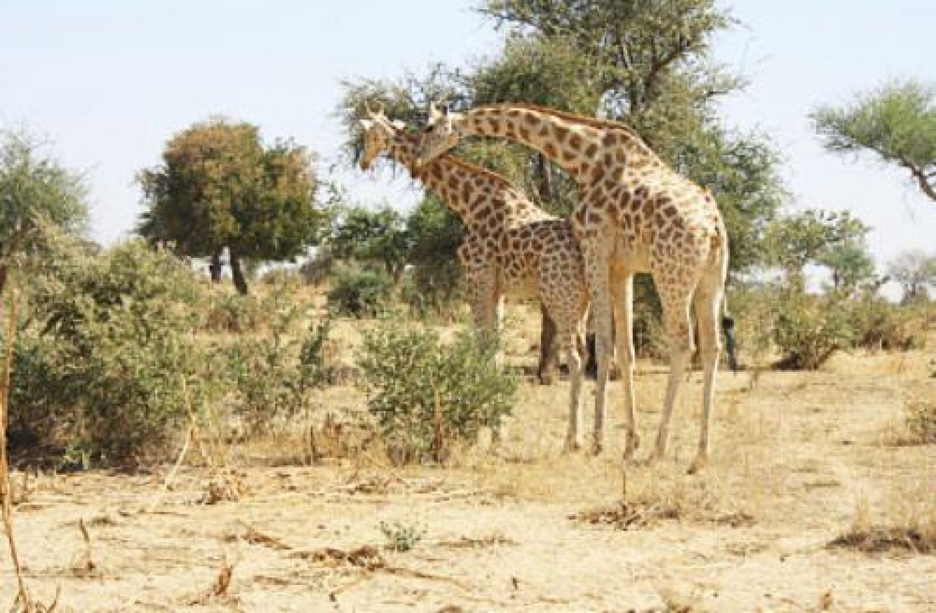 Niger : Une réserve naturelle pour sauver les dernières girafes d’Afrique de l’Ouest