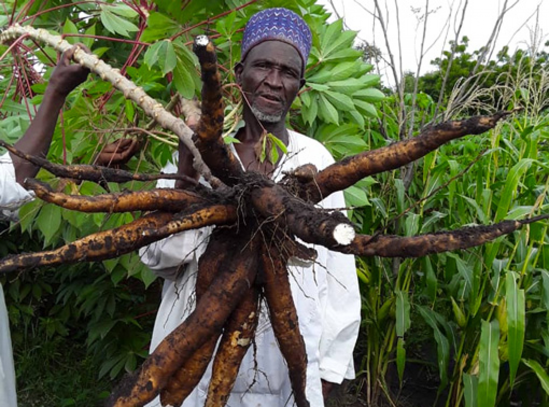 Agriculture : Pour une politique soutenue de production intensive et de transformation du manioc