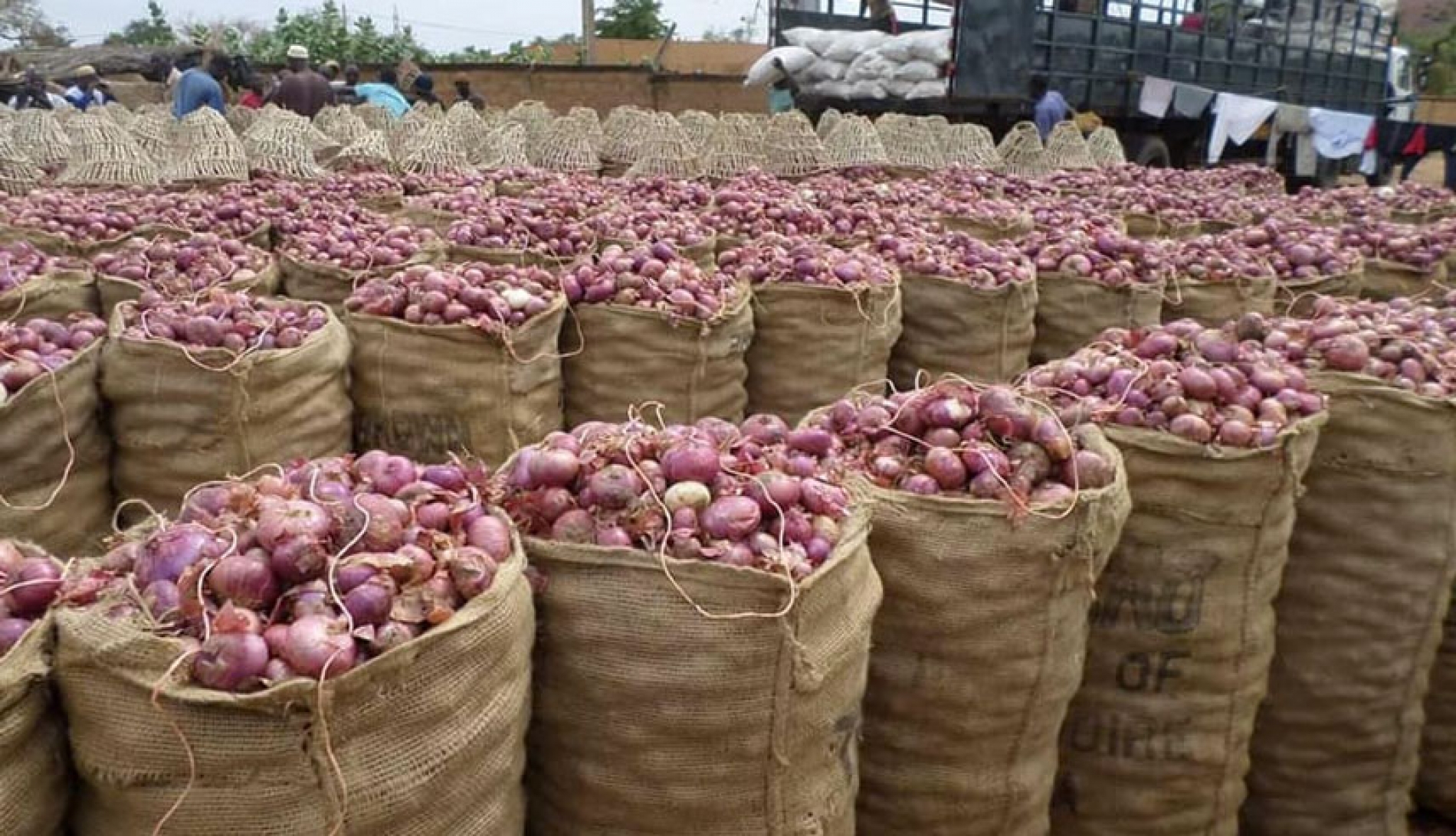 Violet de Galmi : Le célèbre oignon du Niger à la conquête du marché international